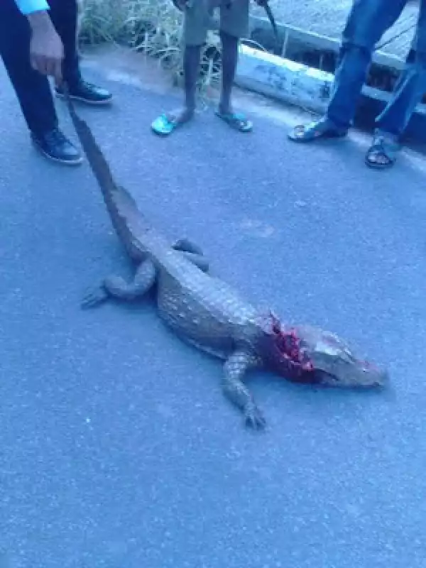 Photos: See The Animal That Was Killed Inside UNIZIK, Awka Today